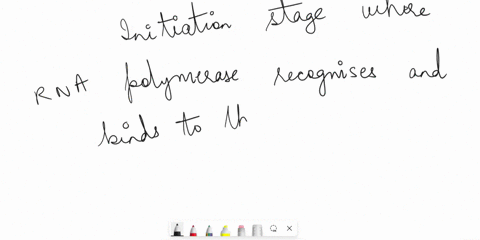 please-order-the-following-to-represent-the-stages-from-beginning-to-end-of-the-transcription-process-rna-polymerase-builds-the-mrna-strand-based-on-their-dna-sequence-rna-polymerase-binds-t-24406