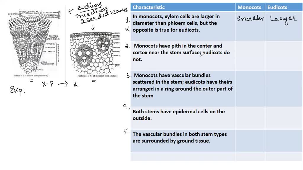 Monocot and Dicot Stems