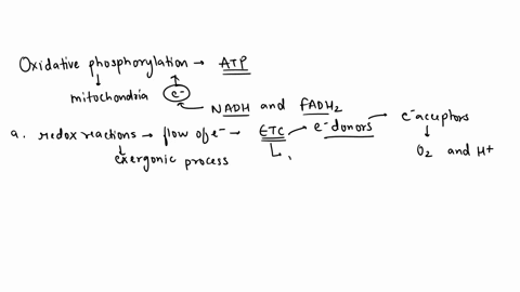 oxidative-phosphorylation-depends-on-a-pair-of-coupled-reactions-one-involving-the-electron-transport-chain-and-the-second-involving-atp-synthase-a-describe-the-first-coupled-reaction-that-i-11384