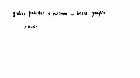 what-structures-are-located-medial-to-the-internal-capsule-thalamus-third-ventricle-insula-globus-pallidus-putamen-73015