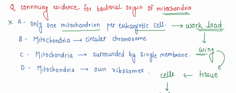 which-of-the-following-is-the-most-convincing-evidence-for-the-bacterial-origin-of-mitochondria-choose-one-a-there-is-only-one-mitochondrion-per-eukaryotic-cell-b-mitochondria-contain-a-circ-39084
