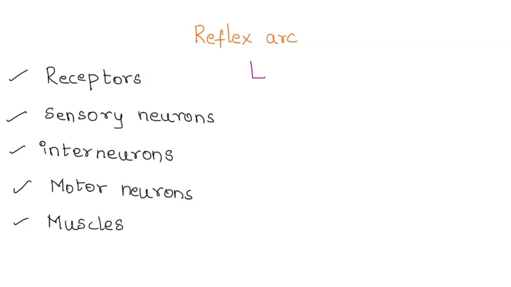 SOLVED: describe a spinal reflex arc and the role of that stretch ... Biology Diagrams