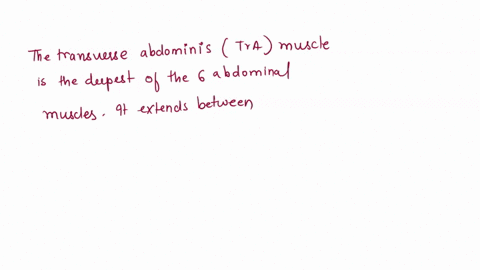 which-of-the-following-muscle-is-not-externally-visible-on-the-trunk-of-the-body-98643