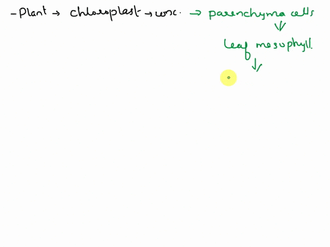 in-general-what-plant-structure-would-have-the-most-chloroplasts-37137