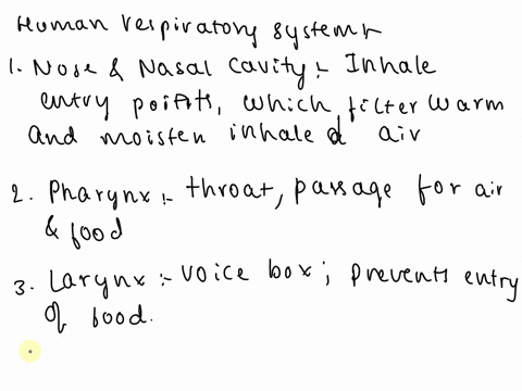 label-the-parts-of-the-human-respiratory-system-and-describe-its-function-22646