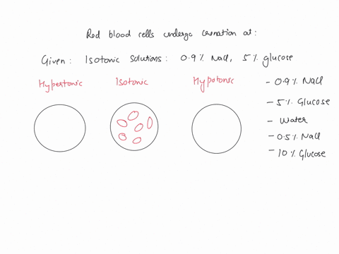 a-red-blood-cell-will-undergo-crenation-in-note-09-nacl-and-5-glucose-are-isotonic-solutions-09-nacl-5-glucose-water-05-nacl-10-glucose-39803