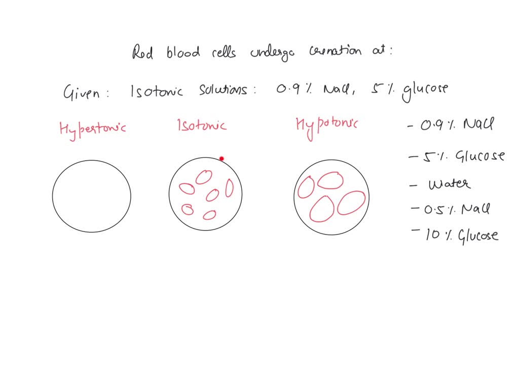 solved-a-red-blood-cell-will-undergo-crenation-in-note-0-9-nacl-and