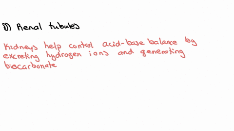 18-which-of-the-following-is-responsible-for-the-regulation-of-acid-base-balance-in-the-body-a-ureters-b-urinary-bladder-c-nephron-d-renal-tubules-e-renal-pelvis
