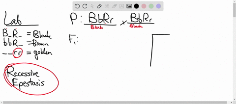 genetics-with-yellow-labs-to-think-about-the-genetics-of-the-bfb-gene-and-the-rr-gene-at-the-same-time-we-cn-use-the-same-techniques-used-when-we-were-thinking-only-about-bb-let-start-with-c-45304