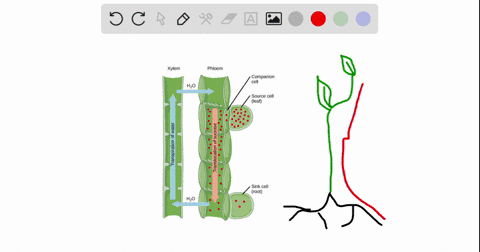 what-carries-the-water-absorbed-by-the-root-to-the-leaves-of-a-plant-85352