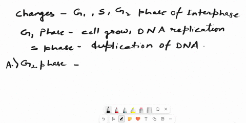 what-change-occurs-in-chromosome-structure-between-g1-and-g2-phases-of-interphase-a-in-g2-they-become-extremely-compacted-b-in-g2-the-physical-structure-of-a-chromosome-does-not-include-nucl-06967