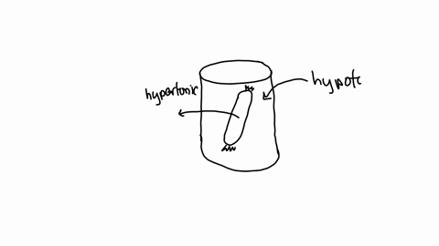 in-this-experiment-the-bag-contains-a-hypertonic-solution-sucrose-while-the-beaker-only-contains-water-if-you-leave-the-bag-inside-the-beaker-for-approximately-45-minutes-the-movement-of-wat-97841