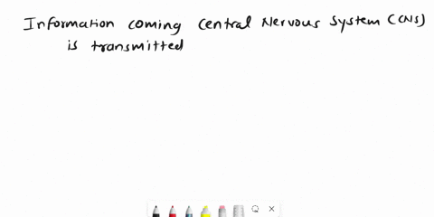 information-coming-into-the-central-nervous-system-is-transmitted-along-________-neurons-61334