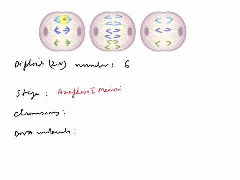 the-cells-shown-in-the-image-are-from-rare-species-of-plant-and-illustrate-different-stages-of-mitosis-or-meiosis-e-23-27-23-2-23-3-2-7-5-determine-the-diploid-number-of-chromosomes-2n-in-th-17543