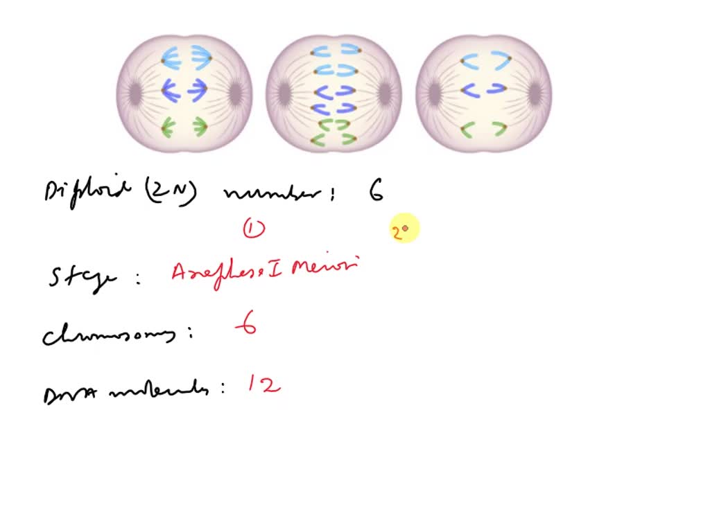 SOLVED: the cells shown in the image are from a rare species of plant ...