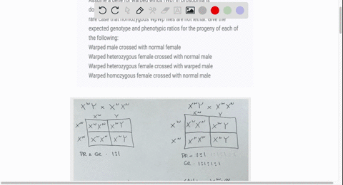 assume-a-gene-for-warped-wings-wp-in-drosophila-is-dominant-and-x-linked-wpwp-are-wild-type-and-this-is-a-rare-case-that-homozygous-wpwp-flies-are-not-lethal-give-the-expected-genotype-and-p-18347
