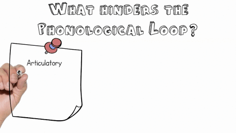 describe-the-phonological-similarity-effect-the-word-length-effect-and-the-effect-of-articulatory-su-12445