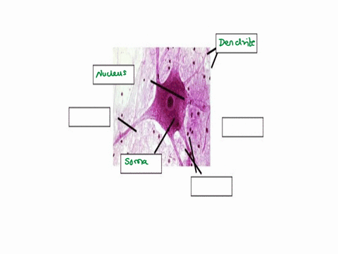 nervous-system-histology-spinal-nerve-celllabel-soma-axon-dendrite-nucleusneuroglialmultipolar-neuron-10481