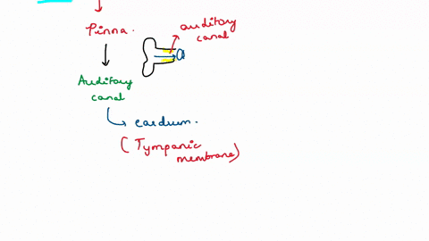 which-of-the-following-shows-the-correct-sequence-for-sound-transmission-in-the-human-ear-a-oval-window-fluid-in-cochlea-pinna-auditory-canal-tympanic-membrane-ear-ossicles-b-pinna-ear-ossic-39451