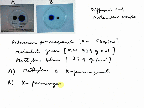 part-i-and-molecular-weight-weight-158-g-mole-malachite-diffusion-permanganate-moleculaa-mole-are-in-the-containing-agar-with-potassium-_-blue-molecular-weight-374-g-petri-plates-929-mole-an-61845