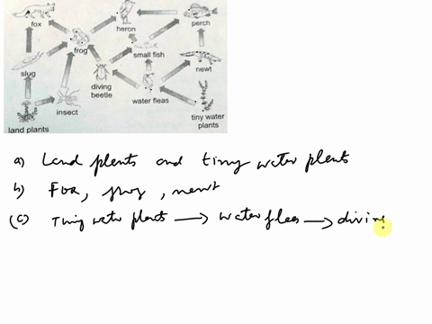 i-need-help-with-c-d-and-f-plz-look-at-this-food-web_-then-anaer-tne-question-fox-perch-heron-srall-fish-nemn-slug-diving-beetle-water-fleas-insect-tiny-water-plants-land-plants-name-two-pro-22842