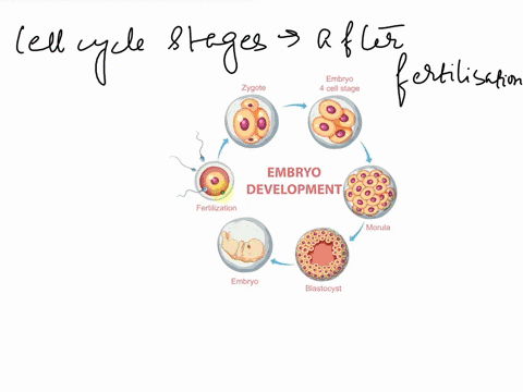 which-of-the-given-cells-represents-the-earliest-stage-after-fertilization-b-oa-ob-c-od-submit-requestanswer-81138