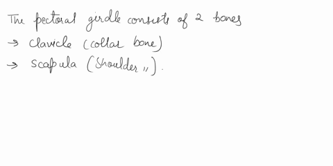 which-bones-in-the-pectoral-girdle-and-upper-limb-are-not-considered-long-bones-89585