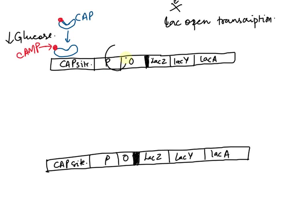 SOLVED: Illustrate how catabolite repression modulates lac operon ...