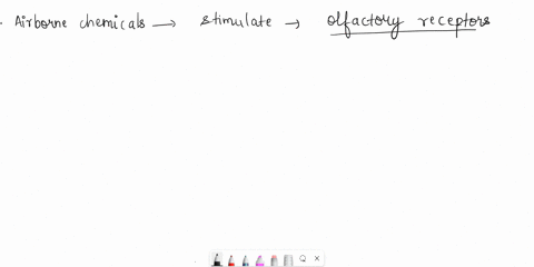 airborne-chemicals-are-most-likely-to-stimulate-oolfactory-receptors-olfactory-receptorstaste-receptors-for-umamiand-taste-receptors-for-bitter-taste-receptors-for-umami-otaste-receptors-for-49177