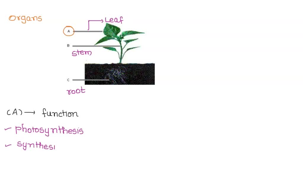 SOLVED: 'What is the main function of the structure that is identified ...