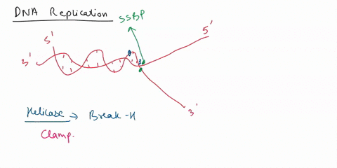 dna-replication-complex-diagram-draw-notate-and-explain-the-dna-replication-process-64605
