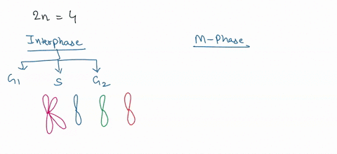 5-you-are-studying-diploid-organism-2n-4-to-earn-more-about-mciosis_-you-are-following-three-markers-in-this-cell-a-b-and-d-a-and-b-arc-both-on-chromosome-but-d-is-on-chromosome-2-you-have-a-44037