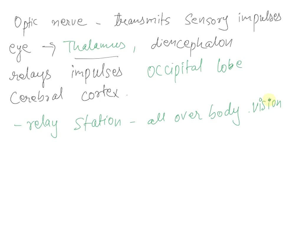 SOLVED: According to the law of specific nerve energies, . impulses