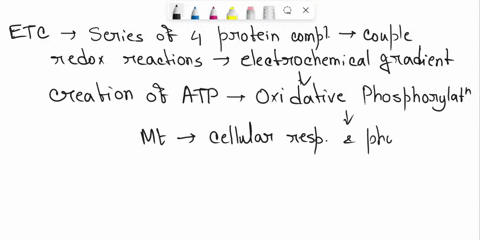trace-the-path-of-electrons-through-the-steps-of-cellular-respiration-49843