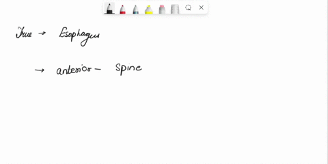 are-the-following-statements-regarding-the-esophagus-true-or-false-5pts-true-false-the-esophagus-is-held-open-by-c-shaped-rings-of-cartilage-the-esophagus-lies-anterior-to-the-spine-the-esop-93384