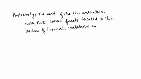 describe-the-anatomy-of-the-sternum-and-ribs-and-how-the-ribs-articulate-with-the-thoracic-vertebrae-55412