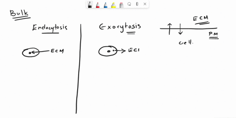 describe-the-bulk-transport-mechanisms-of-endocytosis-and-exocytosis-72403