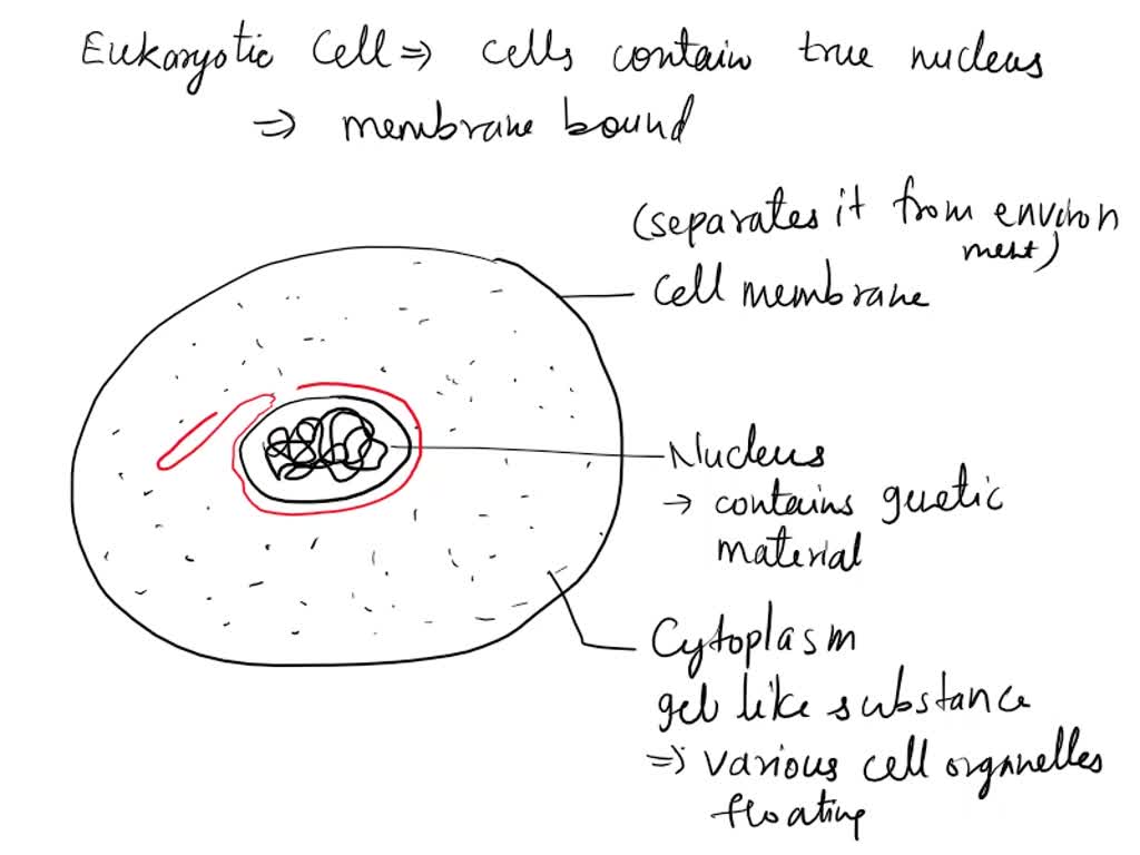 SOLVED: What Are The Three Main Parts Of A Eukaryotic Cell?