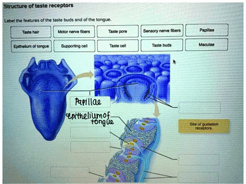 structure-of-taste-receptors-label-the-features-of-the-taste-buds-and-of-the-tongue-taste-hair-motor-nerve-fibers-taste-pore-sensory-nerve-fibers-papillae-epithelium-of-tongue-supporting-cel-85497