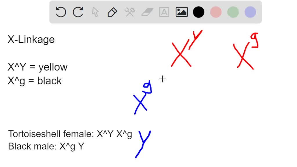 SOLVED One gene for coat color in cats is sexlinked chromosome). The