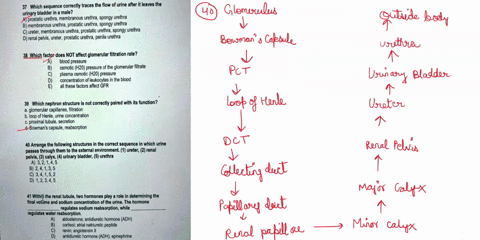 which-sequence-correctly-traces-the-flow-of-urine-after-it-leaves-the-urinary-bladder-in-male-a-prostatic-urethra-membranous-urethra-spongy-urethra-b-membranous-urethra-prostatic-urethra_-sp-73874