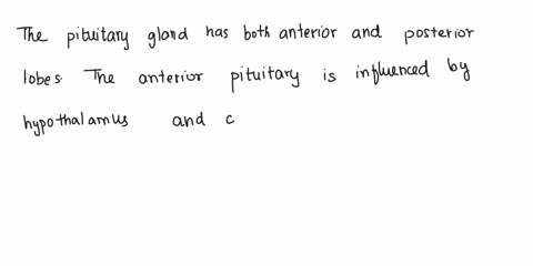 question-14-1-point-which-of-the-following-regarding-the-endocrine-function-of-the-pituitary-gland-is-true-the-anterior-and-posterior-pituitary-glands-are-under-the-influence-of-the-hypothal-30104