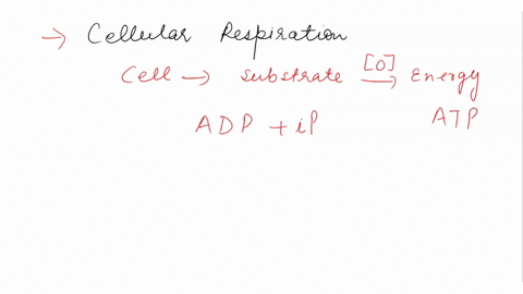 which-of-the-following-is-true-concerning-cellular-respiration-a-the-majority-of-atp-is-made-without-the-presence-of-oxygen-b-oxygen-is-needed-to-form-lactic-acid-c-atp-is-reusable-d-glucose-65882