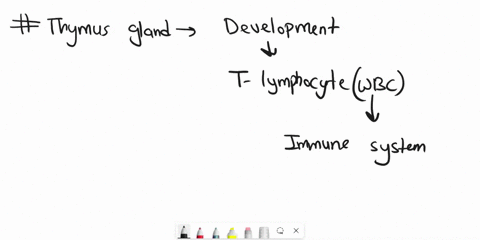 if-thymus-gland-of-an-infant-is-removed-which-of-the-following-will-not-form-a-t-lymphocytes-b-b-lymphocytes-c-erthryocytes-d-granulocytes-63892