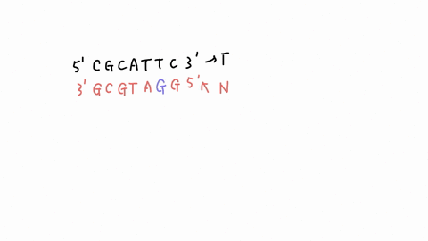 dna-mismatch-repair-enzymes-preferentially-repair-bases-on-the-newly-synthesized-dna-strand-using-3-13802