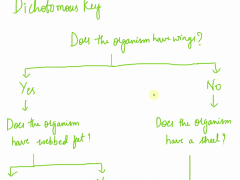 dichotomous-key-steps-of-dichotomous-key-go-to-step-1-a-b-2-a-b-3-a-b-4-a-b-5-a-b-6-a-b-7-a-b-8-a-b-9-a-b-1-2-3-seaturtle-iguana-frigatebird-4-5-6-blue-footed-booby-galapagos-tortoise-hammer-63576