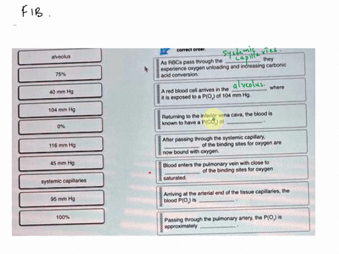 complete-each-statement-and-then-place-them-in-the-correct-orderstarting-with-blood-in-the-alveolus-assume-normalnon-diseased-sea-level-conditions-drag-the-txt-blocks-below-ino-ther-correct-18355