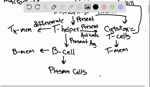 the-primary-and-secondary-immune-response-it-is-very-important-that-you-understand-the-primary-and-secondary-immune-response-in-adaptive-or-acquired-immunity-if-we-were-to-consider-this-proc-14997