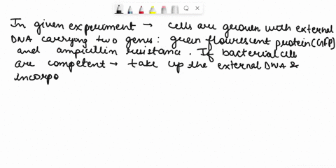 to-determine-whether-bacterial-cells-are-competent-cells-are-grown-with-external-dna-carrying-two-genes-green-fluorescent-protein-and-ampicillin-resistance-then-plated-on-nutrient-agar-with-51191