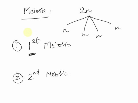 after-the-first-meiotic-division-the-two-daughter-cells-o-a-alwvays-contain-equal-numbers-of-paternal-and-maternal-chromosomes-b-contain-unequal-chromosome-numbers-care-identical-to-each-oth-48936